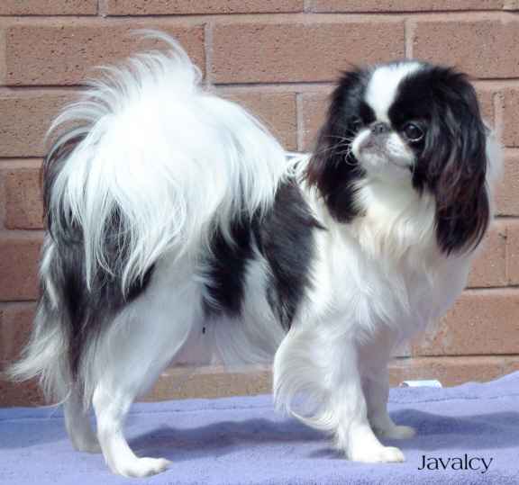 9Pup.jpg (26457 bytes)