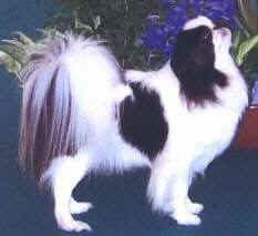 rosesaigon2.jpg (8039 bytes)