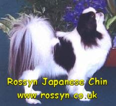 rossynlogo.jpg (13901 bytes)